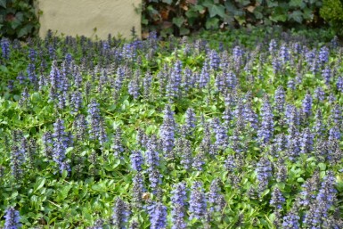Kruipend zenegroen Ajuga reptans 5-10 Pot P9 Ajuga reptans