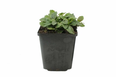 Kruipend zenegroen Ajuga reptans 5-10 Pot P9 Ajuga reptans