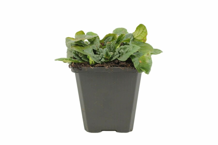 Kruipend zenegroen Ajuga reptans 'Alba' 5-10 Pot P9 Ajuga reptans 'Alba'