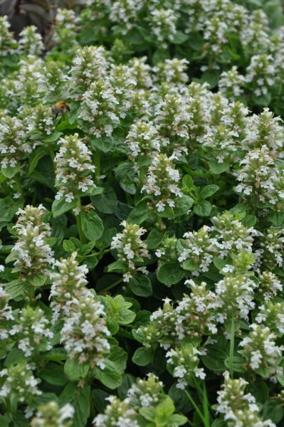 Ajuga reptans 'Alba'