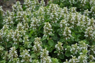 Kruipend zenegroen Ajuga reptans 'Alba' 5-10 Pot P9