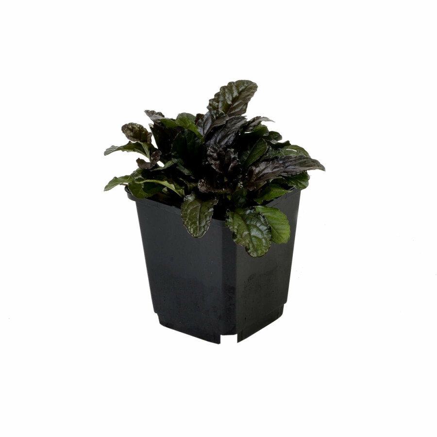 Kruipend zenegroen Ajuga reptans 'Atropurpurea' 5-10 Pot P9 Ajuga reptans 'Atropurpurea'