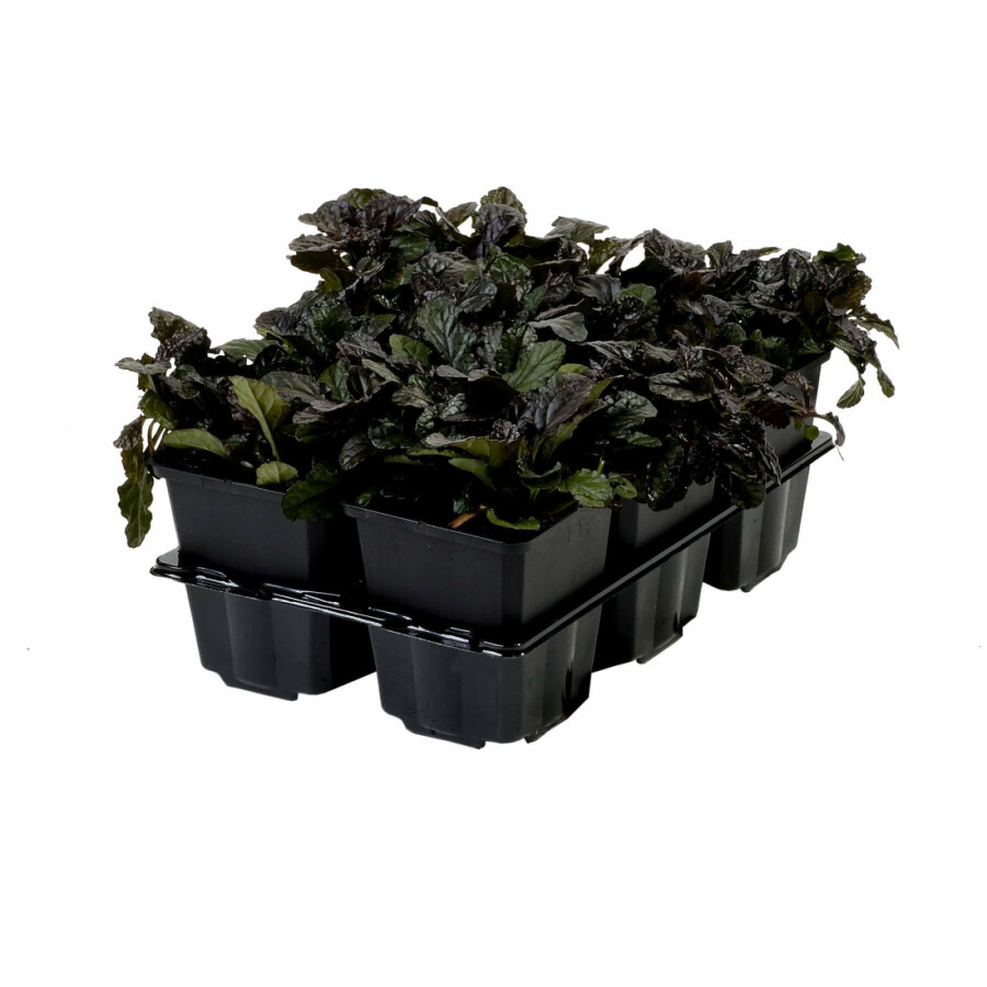 Kruipend zenegroen Ajuga reptans 'Atropurpurea' 5-10 Pot P9 Ajuga reptans 'Atropurpurea'