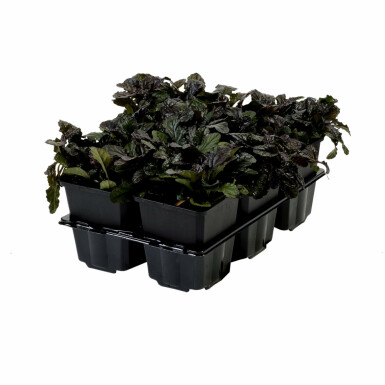 Kruipend zenegroen Ajuga reptans 'Atropurpurea' 5-10 Pot P9 Ajuga reptans 'Atropurpurea'