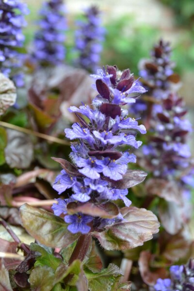 Kruipend zenegroen Ajuga reptans 'Atropurpurea' 5-10 Pot P9 Ajuga reptans 'Atropurpurea'