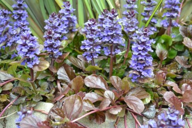 Kruipend zenegroen Ajuga reptans 'Atropurpurea' 5-10 Pot P9 Ajuga reptans 'Atropurpurea'