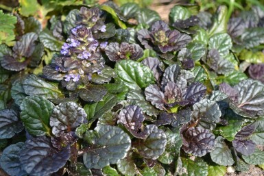 Kruipend zenegroen Ajuga reptans 'Black Scallop' 5-10 Pot P9 Ajuga reptans 'Black Scallop'