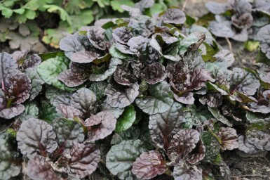 Kruipend zenegroen Ajuga reptans 'Black Scallop' 5-10 Pot P9 Ajuga reptans 'Black Scallop'