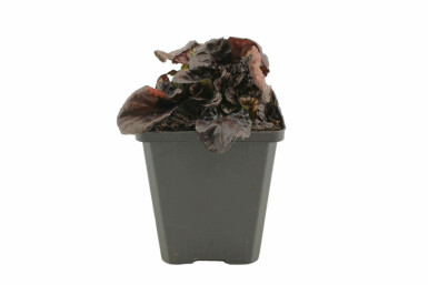 Kruipend zenegroen Ajuga reptans 'Black Scallop' 5-10 Pot P9 Ajuga reptans 'Black Scallop'