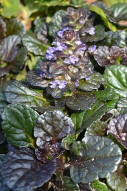 Kruipend zenegroen Ajuga reptans 'Black Scallop' 5-10 Pot P9 Ajuga reptans 'Black Scallop'