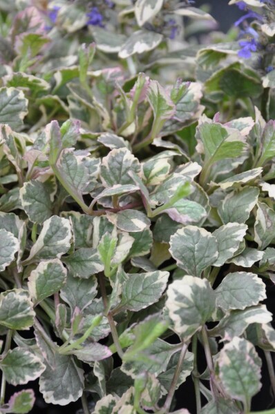 Kruipend zenegroen Ajuga reptans 'Burgundy Glow' 5-10 Pot P9 Ajuga reptans 'Burgundy Glow'