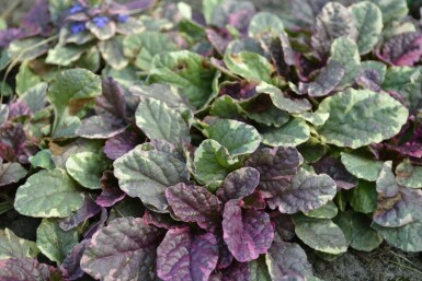 Kruipend zenegroen Ajuga reptans 'Burgundy Glow' 5-10 Pot P9 Ajuga reptans 'Burgundy Glow'