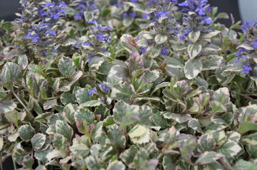 Kruipend zenegroen Ajuga reptans 'Burgundy Glow' 5-10 Pot P9 Ajuga reptans 'Burgundy Glow'