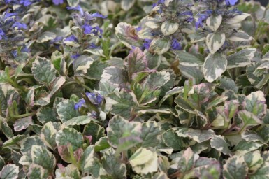 Kruipend zenegroen Ajuga reptans 'Burgundy Glow' 5-10 Pot P9 Ajuga reptans 'Burgundy Glow'