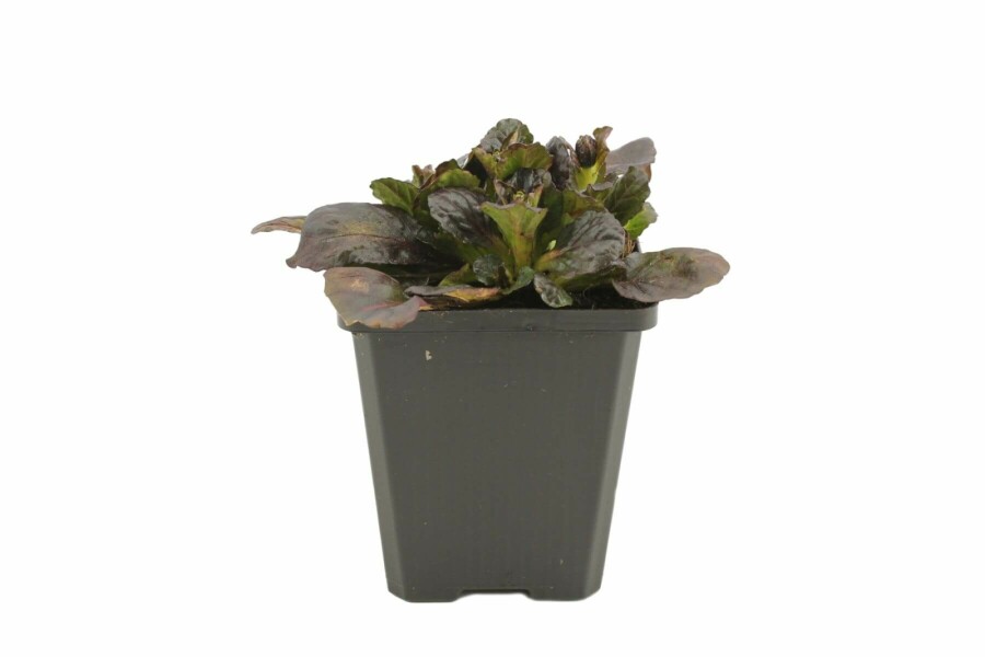 Kruipend zenegroen Ajuga reptans 'Catlin's Giant' 5-10 Pot P9 Ajuga reptans 'Catlin's Giant'