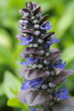 Kruipend zenegroen Ajuga reptans 'Catlin's Giant' 5-10 Pot P9 Ajuga reptans 'Catlin's Giant'