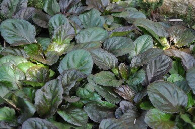 Kruipend zenegroen Ajuga reptans 'Catlin's Giant' 5-10 Pot P9