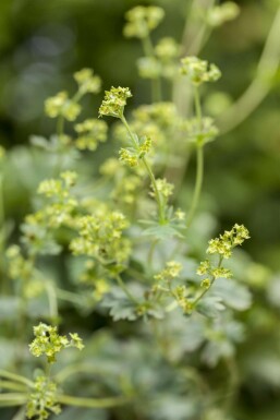 Alchemilla erythropoda