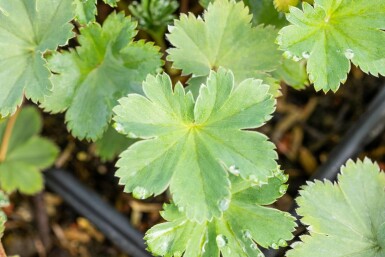 Dwergvrouwenmantel Alchemilla erythropoda 5-10 Pot P9 Alchemilla erythropoda