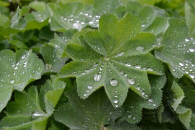 Vrouwenmantel Alchemilla mollis 5-10 Pot P9