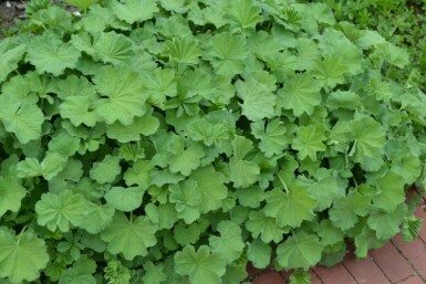 Vrouwenmantel Alchemilla mollis 5-10 Pot P9