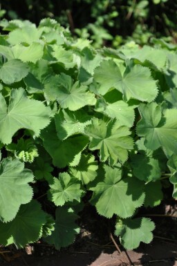 Vrouwenmantel Alchemilla mollis 5-10 Pot P9