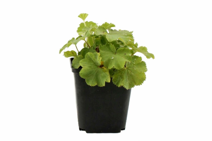 Vrouwenmantel Alchemilla mollis 5-10 Pot P9 Alchemilla mollis