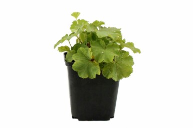 Vrouwenmantel Alchemilla mollis 5-10 Pot P9