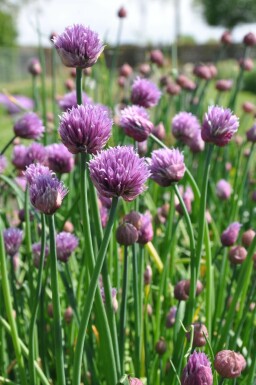 Bieslook Allium schoenoprasum 5-10 Pot P9 Allium schoenoprasum