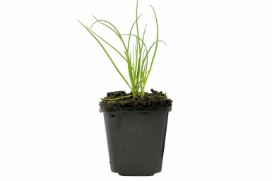 Bieslook Allium schoenoprasum 5-10 Pot P9