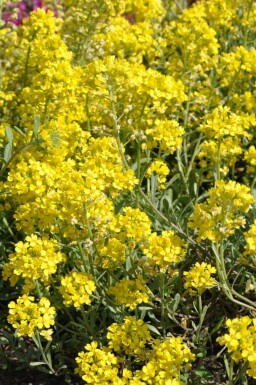 Schildzaad Alyssum montanum 'Berggold' 5-10 Pot P9