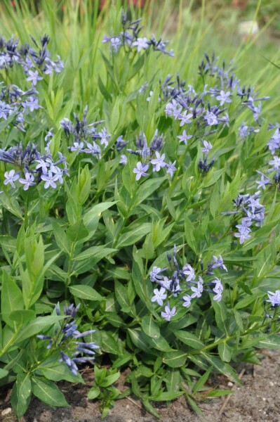 Blauwe ster Amsonia 'Blue Ice' 5-10 Pot P9 Amsonia 'Blue Ice'