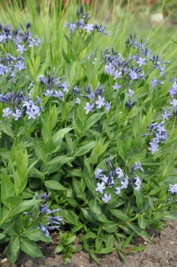 Amsonia 'Blue Ice'