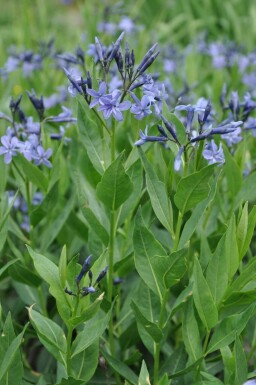 Blauwe ster Amsonia 'Blue Ice' 5-10 Pot P9