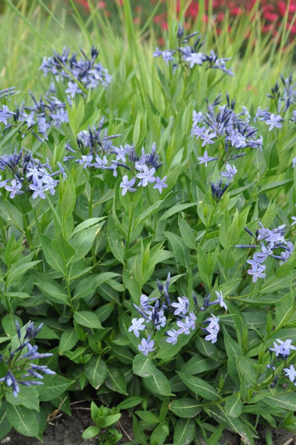 Blauwe ster Amsonia 'Blue Ice' 5-10 Pot P9 Amsonia 'Blue Ice'
