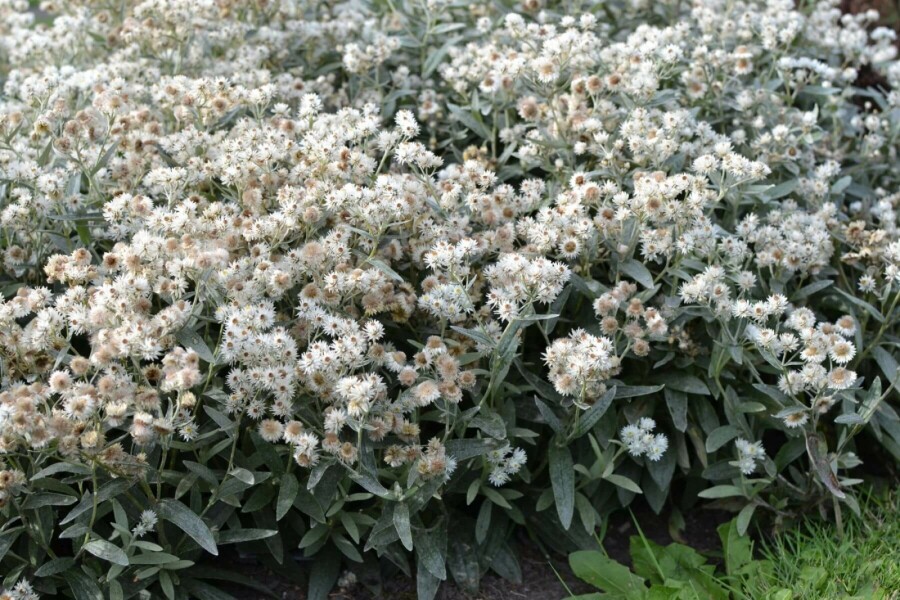 Siberisch edelweiss Anaphalis triplinervis 5-10 Pot P9 Anaphalis triplinervis