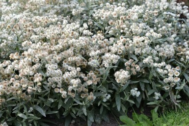 Siberisch edelweiss Anaphalis triplinervis 5-10 Pot P9 Anaphalis triplinervis