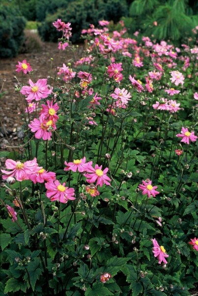 Herfstanemoon Anemone hupehensis 'Prinz Heinrich' 5-10 Pot P9 Anemone hupehensis 'Prinz Heinrich'