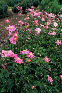 Herfstanemoon Anemone hupehensis 'Prinz Heinrich' 5-10 Pot P9 Anemone hupehensis 'Prinz Heinrich'