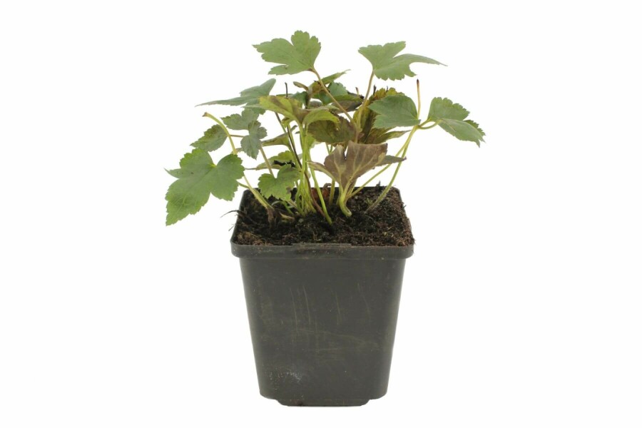 Herfstanemoon Anemone hupehensis 'Prinz Heinrich' 5-10 Pot P9 Anemone hupehensis 'Prinz Heinrich'