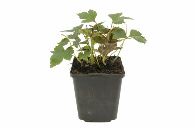 Herfstanemoon Anemone hupehensis 'Prinz Heinrich' 5-10 Pot P9 Anemone hupehensis 'Prinz Heinrich'