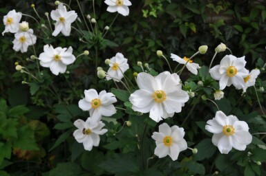 Herfstanemoon Anemone hybrida 'Honorine Jobert' 10-15 Pot C2 Anemone hybrida 'Honorine Jobert'