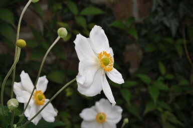 Herfstanemoon Anemone hybrida 'Honorine Jobert' 10-15 Pot C2 Anemone hybrida 'Honorine Jobert'