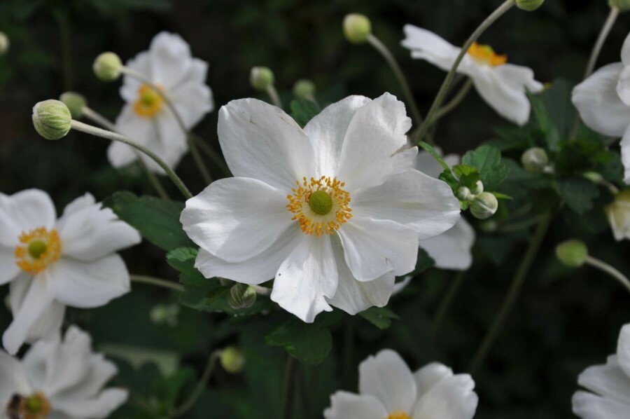 Herfstanemoon Anemone hybrida 'Honorine Jobert' 10-15 Pot C2 Anemone hybrida 'Honorine Jobert'