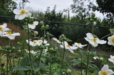 Herfstanemoon Anemone hybrida 'Honorine Jobert' 5-10 Pot P9 Anemone hybrida 'Honorine Jobert'