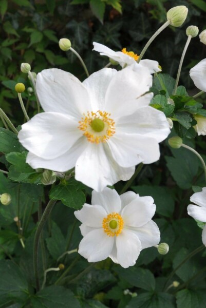 Herfstanemoon Anemone hybrida 'Honorine Jobert' 5-10 Pot P9 Anemone hybrida 'Honorine Jobert'