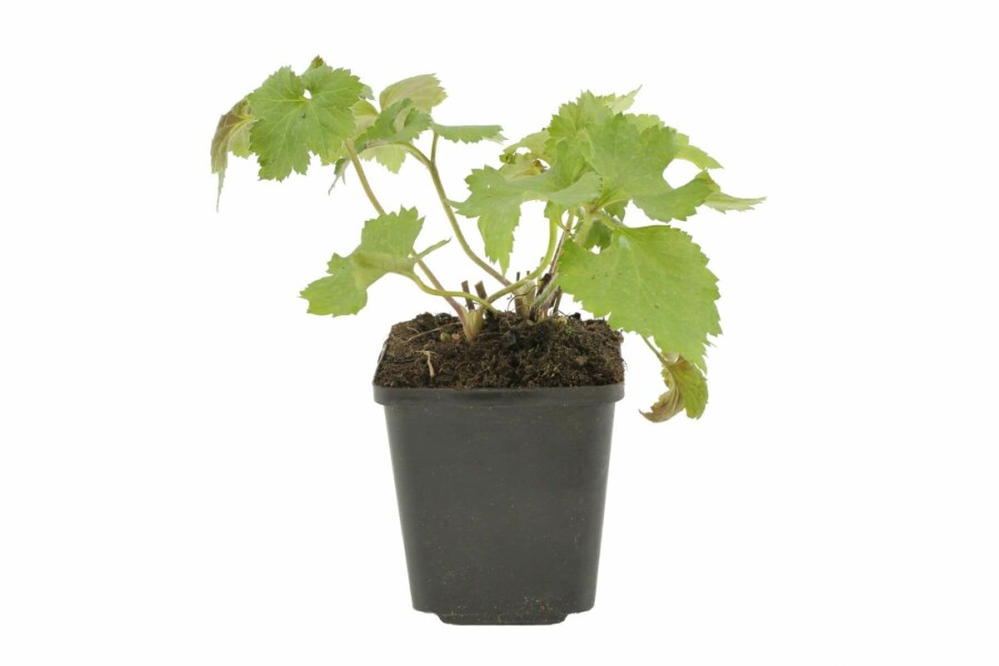 Herfstanemoon Anemone hybrida 'Königin Charlotte' 5-10 Pot P9 Anemone hybrida 'Königin Charlotte'