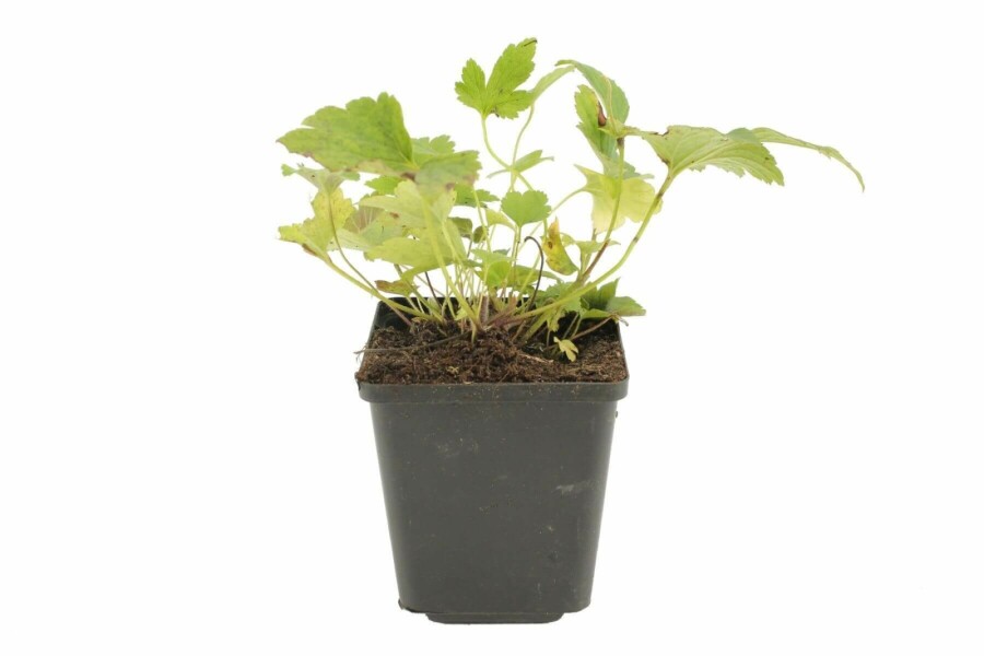 Herfstanemoon Anemone hybrida 'Pamina' 5-10 Pot P9 Anemone hybrida 'Pamina'