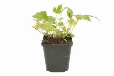 Herfstanemoon Anemone hybrida 'Pamina' 5-10 Pot P9 Anemone hybrida 'Pamina'