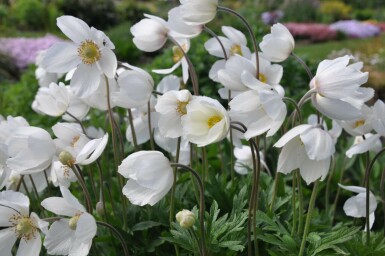 Anemoon Anemone sylvestris 5-10 Pot P9 Anemone sylvestris